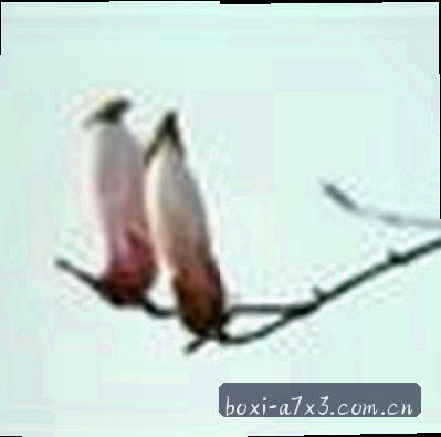 刘洋
